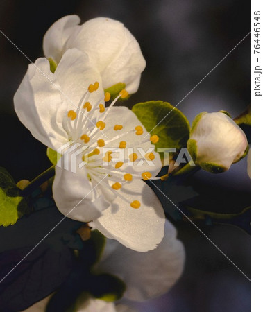 White Apple Blossom on blurred background. Warm light 76446548