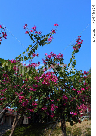 花 フラワー お花 76446554