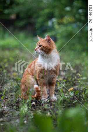 Red cat sits with his head turned, summer outside Red cat sits with his head turned, summer outside 76446701