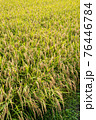 実るほど頭を垂れる稲穂かな 実るほど頭を垂れる稲穂かな 76446784