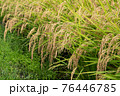 実るほど頭を垂れる稲穂かな 実るほど頭を垂れる稲穂かな 76446785