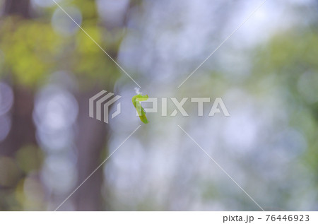 森でぶら下がるイモムシ 森でぶら下がるイモムシ 76446923