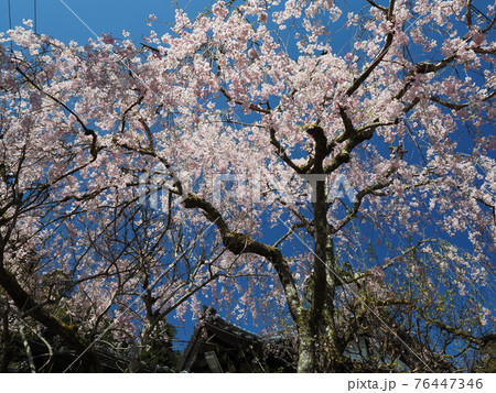京都大原寂光院　参道のしだれ桜 76447346
