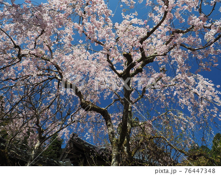 京都大原寂光院 参道のしだれ桜 京都大原寂光院 参道のしだれ桜 76447348