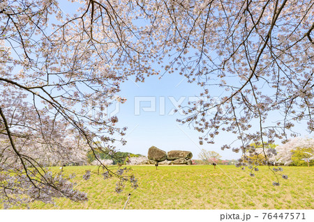 桜満開の石舞台古墳 桜満開の石舞台古墳 76447571
