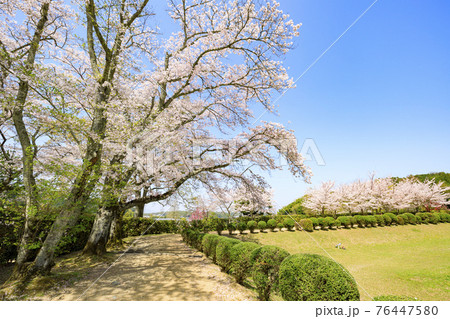桜満開の石舞台古墳 桜満開の石舞台古墳 76447580