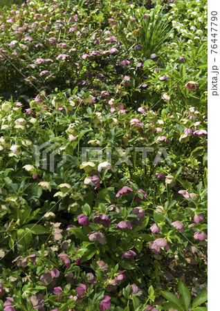 クリスマスローズの花が咲いています。学名はHelleborusです。 クリスマスローズの花が咲いています。学名はHelleborusです。 76447790