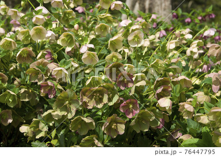 クリスマスローズの花が咲いています。学名はHelleborusです。 クリスマスローズの花が咲いています。学名はHelleborusです。 76447795