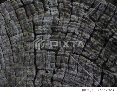 歴史感じる切株の断面 76447923