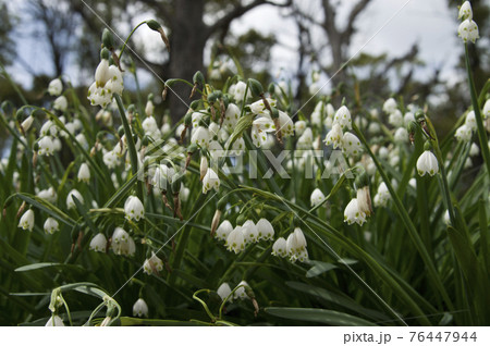 スノーフレークの花が咲いています。学名はLeucojum aestivumです。 スノーフレークの花が咲いています。学名はLeucojum aestivumです。 76447944