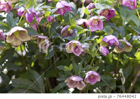 クリスマスローズの花が咲いています。学名はHelleborusです。 クリスマスローズの花が咲いています。学名はHelleborusです。 76448042
