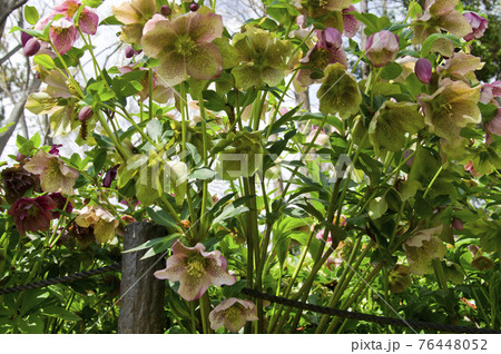 クリスマスローズの花が咲いています。学名はHelleborusです。 クリスマスローズの花が咲いています。学名はHelleborusです。 76448052