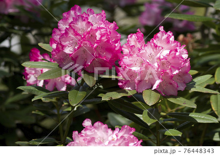シャクナゲ園にシャクナゲの花が満開です。このシャクナゲの名前はミセスフジイです。 76448343