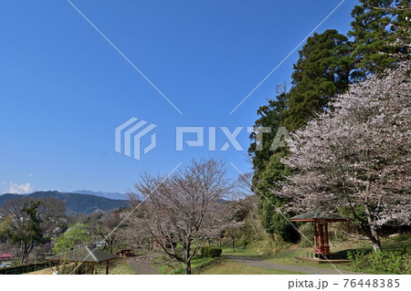 【神奈川県】春の津久井湖城山公園 根小屋地区 【神奈川県】春の津久井湖城山公園 根小屋地区 76448385