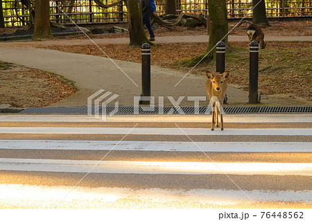 奈良公園 横断歩道を渡る鹿の写真素材 76448562 Pixta
