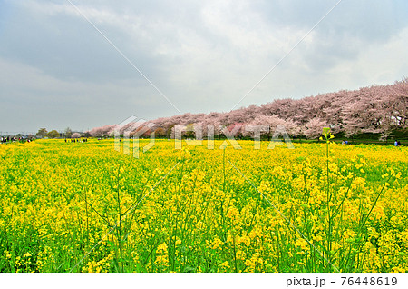 菜の花と桜（幸手権現堂桜堤） 76448619
