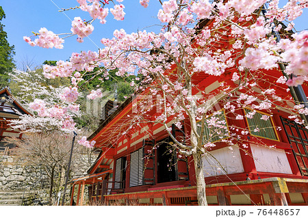 談山神社の桜 76448657