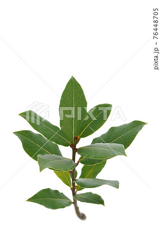 ゲッケイジュ ゲッケイジュ 76448705