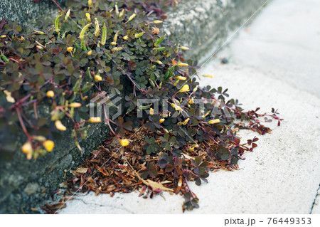 カタバミ カタバミ 76449353