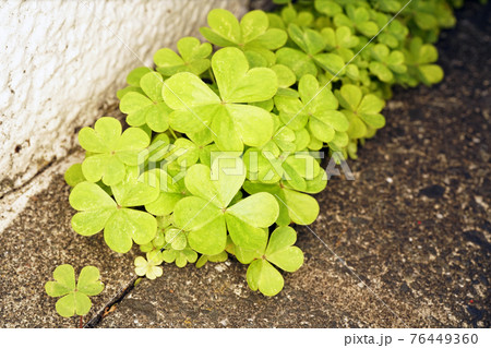 カタバミ カタバミ 76449360