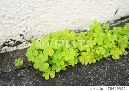 カタバミ カタバミ 76449362