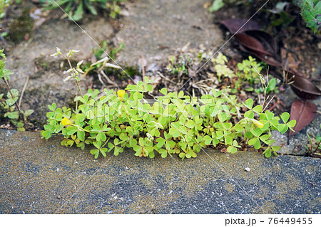オッタチカタバミ オッタチカタバミ 76449455