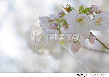 美しい色のさくら 静香桜 愛知県 名古屋市 東山動植物園 の写真素材