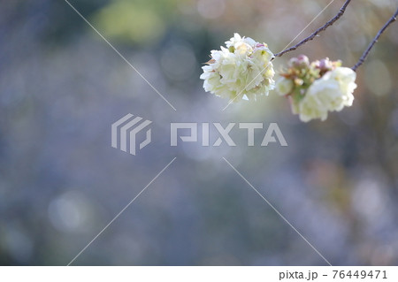 優美に咲くウコン桜 鬱金桜 愛知県 名古屋市 東山動植物園 の写真素材
