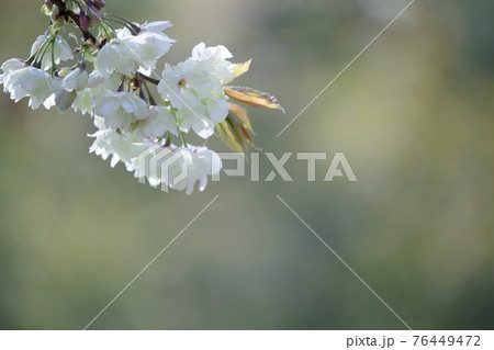 優美に咲くウコン桜（鬱金桜　愛知県 名古屋市　東山動植物園） 76449472