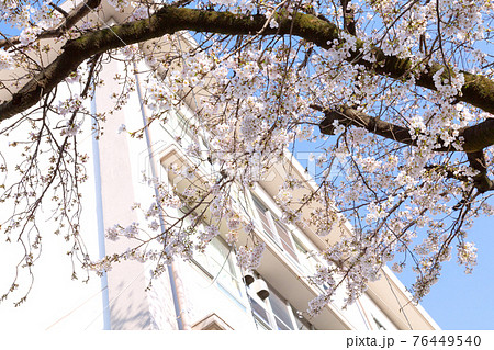 学校の校舎と開花した桜 学校の校舎と開花した桜 76449540