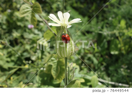 マツヨイセンノウの花とテントウムシ マツヨイセンノウの花とテントウムシ 76449544