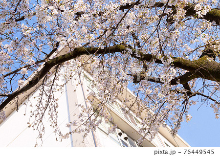 学校の校舎と開花した桜 76449545