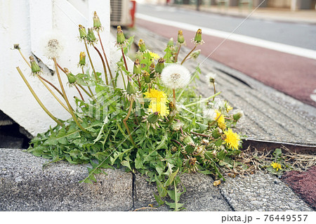 セイヨウタンポポ 76449557