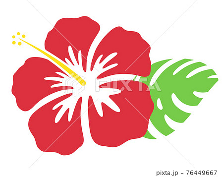 ハイビスカスの花とモンステラのイラストのイラスト素材