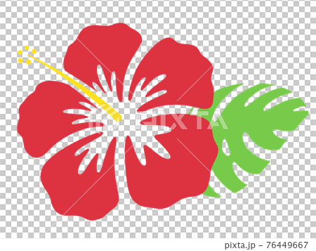 ハイビスカスの花とモンステラのイラスト 76449667