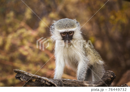 Vervet monkey in Kruger National park, South Africa Vervet monkey in Kruger National park, South Africa 76449732