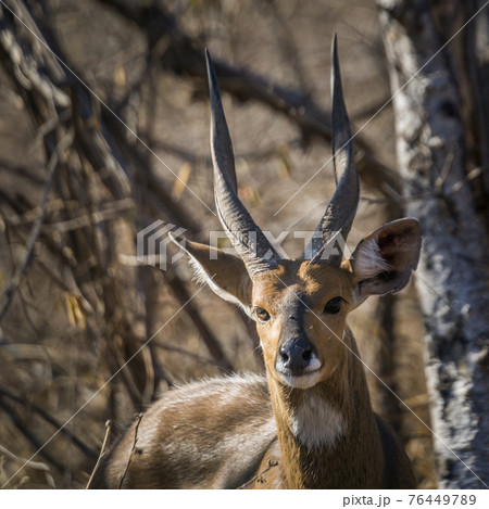 Cape bushbuck in Kruger National park, South Africa Cape bushbuck in Kruger National park, South Africa 76449789
