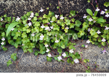 ツタバウンラン 76450009