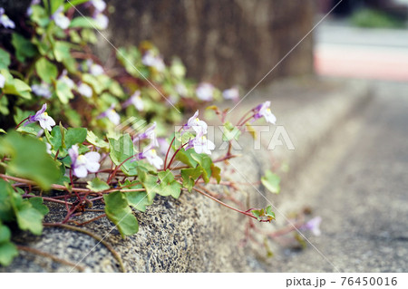 ツタバウンラン ツタバウンラン 76450016