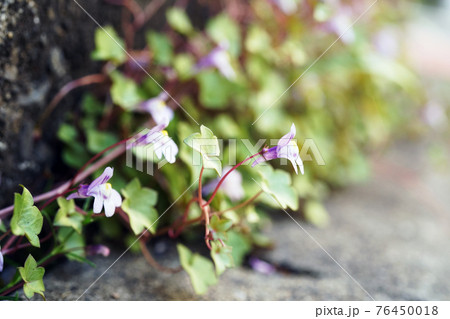 ツタバウンラン ツタバウンラン 76450018