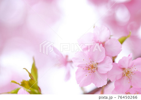 ピンク色の桜（河津桜） 76450266