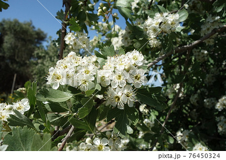 セイヨウサンザシの花の写真素材