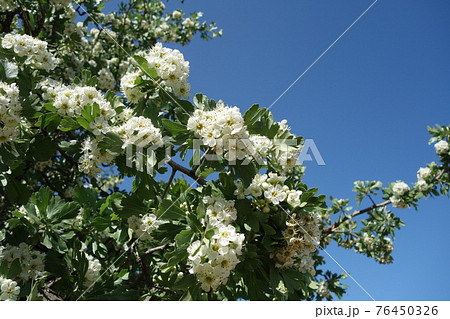 セイヨウサンザシの花 セイヨウサンザシの花 76450326