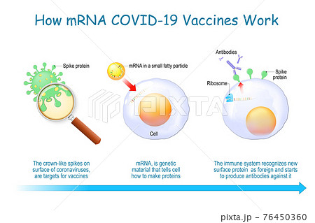 How mRNA Vaccines Work. COVID-19. pandemic 76450360
