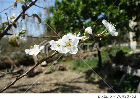 プルーンの花 76450752