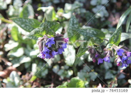 日陰でも育つ プルモナリア 日陰でも育つ プルモナリア 76453169