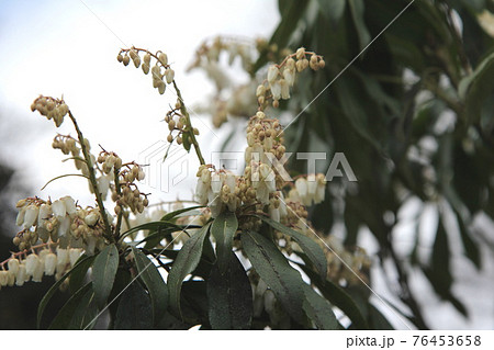 常緑低木 馬酔木の白い花と蕾の写真素材