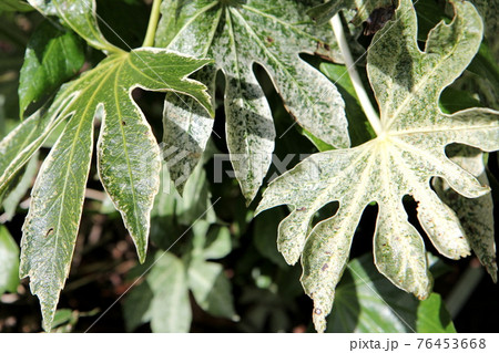 日陰でも育つ ヤツデ スパイダーウエブ 日陰でも育つ ヤツデ スパイダーウエブ 76453668