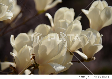 ハクモクレンの白い色の花 76453683