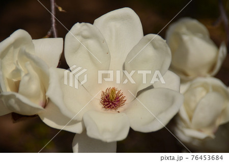 純白の白木蓮の花クローズアップ 76453684
